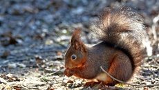 Eichhörnchen (7).jpg